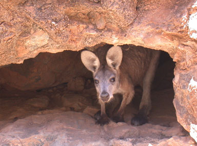 Flinders Ranges